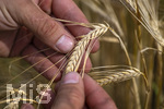 23.06.2026,  Stockheim bei Bad Wörishofen, Unterallgäu, Landwirt prüft in seinem Getreidefeld die Reife der Gerste, diese Gerste ist bald Erntefähig   