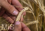 23.06.2026,  Stockheim bei Bad Wörishofen, Unterallgäu, Landwirt prüft in seinem Getreidefeld die Reife der Gerste, diese Gerste ist bald Erntefähig   