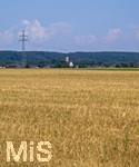 23.06.2026,  Stockheim bei Bad Wörishofen, Unterallgäu, ein goldenes Getreidefeld mit Gerste, die Gerste ist bald Erntefähig  