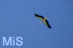 23.06.2026, Bad Wörishofen (Unterallgäu), Ein Weisstorch fliegt über die Stadt am Himmel.