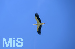 23.06.2026, Bad Wörishofen (Unterallgäu), Ein Weisstorch fliegt über die Stadt am Himmel.