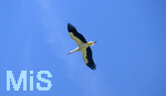23.06.2026, Bad Wörishofen (Unterallgäu), Ein Weisstorch fliegt über die Stadt am Himmel.