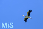 23.06.2026, Bad Wörishofen (Unterallgäu), Ein Weisstorch fliegt über die Stadt am Himmel.
