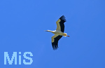 23.06.2026, Bad Wörishofen (Unterallgäu), Ein Weisstorch fliegt über die Stadt am Himmel.