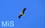 23.06.2026, Bad Wörishofen (Unterallgäu), Ein Weisstorch fliegt über die Stadt am Himmel.