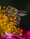 23.06.2026,  Kurpark in Bad Wörishofen (Bayern), Honigbiene in den Blütenköpfen, Westliche Honigbiene (Apis mellifera) sucht Pollen in den Blütenstempeln einer Kletterrose Hiawatha (Gallica Violacea) Strauchrose, 