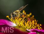 23.06.2026,  Kurpark in Bad Wörishofen (Bayern), Honigbiene in den Blütenköpfen, Westliche Honigbiene (Apis mellifera) sucht Pollen in den Blütenstempeln einer Kletterrose Hiawatha (Gallica Violacea) Strauchrose, 