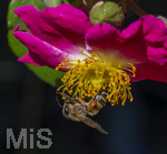 23.06.2026,  Kurpark in Bad Wörishofen (Bayern), Honigbiene in den Blütenköpfen, Westliche Honigbiene (Apis mellifera) sucht Pollen in den Blütenstempeln einer Kletterrose Hiawatha (Gallica Violacea) Strauchrose, 