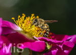 23.06.2026,  Kurpark in Bad Wörishofen (Bayern), Honigbiene in den Blütenköpfen, Westliche Honigbiene (Apis mellifera) sucht Pollen in den Blütenstempeln einer Kletterrose Hiawatha (Gallica Violacea) Strauchrose, 