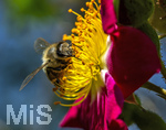 23.06.2026,  Kurpark in Bad Wörishofen (Bayern), Honigbiene in den Blütenköpfen, Westliche Honigbiene (Apis mellifera) sucht Pollen in den Blütenstempeln einer Kletterrose Hiawatha (Gallica Violacea) Strauchrose, 
