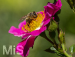 23.06.2026,  Kurpark in Bad Wörishofen (Bayern), Honigbiene in den Blütenköpfen, Westliche Honigbiene (Apis mellifera) sucht Pollen in den Blütenstempeln einer Kletterrose Hiawatha (Gallica Violacea) Strauchrose, 