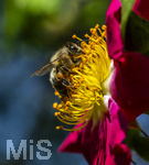 23.06.2026,  Kurpark in Bad Wörishofen (Bayern), Honigbiene in den Blütenköpfen, Westliche Honigbiene (Apis mellifera) sucht Pollen in den Blütenstempeln einer Kletterrose Hiawatha (Gallica Violacea) Strauchrose, 