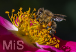 23.06.2026,  Kurpark in Bad Wörishofen (Bayern), Honigbiene in den Blütenköpfen, Westliche Honigbiene (Apis mellifera) sucht Pollen in den Blütenstempeln einer Kletterrose Hiawatha (Gallica Violacea) Strauchrose, 