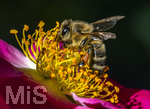 23.06.2026,  Kurpark in Bad Wörishofen (Bayern), Honigbiene in den Blütenköpfen, Westliche Honigbiene (Apis mellifera) sucht Pollen in den Blütenstempeln einer Kletterrose Hiawatha (Gallica Violacea) Strauchrose, 