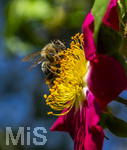 23.06.2026,  Kurpark in Bad Wörishofen (Bayern), Honigbiene in den Blütenköpfen, Westliche Honigbiene (Apis mellifera) sucht Pollen in den Blütenstempeln einer Kletterrose Hiawatha (Gallica Violacea) Strauchrose, 