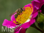 23.06.2026,  Kurpark in Bad Wörishofen (Bayern), Honigbiene in den Blütenköpfen, Westliche Honigbiene (Apis mellifera) sucht Pollen in den Blütenstempeln einer Kletterrose Hiawatha (Gallica Violacea) Strauchrose, 