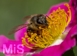 23.06.2026,  Kurpark in Bad Wörishofen (Bayern), Honigbiene in den Blütenköpfen, Westliche Honigbiene (Apis mellifera) sucht Pollen in den Blütenstempeln einer Kletterrose Hiawatha (Gallica Violacea) Strauchrose, 