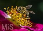23.06.2026,  Kurpark in Bad Wörishofen (Bayern), Honigbiene in den Blütenköpfen, Westliche Honigbiene (Apis mellifera) sucht Pollen in den Blütenstempeln einer Kletterrose Hiawatha (Gallica Violacea) Strauchrose, 