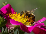 23.06.2026,  Kurpark in Bad Wörishofen (Bayern), Honigbiene in den Blütenköpfen, Westliche Honigbiene (Apis mellifera) sucht Pollen in den Blütenstempeln einer Kletterrose Hiawatha (Gallica Violacea) Strauchrose, 