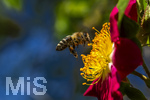 23.06.2026,  Kurpark in Bad Wörishofen (Bayern), Honigbiene in den Blütenköpfen, Westliche Honigbiene (Apis mellifera) sucht Pollen in den Blütenstempeln einer Kletterrose Hiawatha (Gallica Violacea) Strauchrose, 