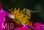 23.06.2026,  Kurpark in Bad Wörishofen (Bayern), Honigbiene in den Blütenköpfen, Westliche Honigbiene (Apis mellifera) sucht Pollen in den Blütenstempeln einer Kletterrose Hiawatha (Gallica Violacea) Strauchrose, 