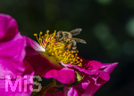 23.06.2026,  Kurpark in Bad Wörishofen (Bayern), Honigbiene in den Blütenköpfen, Westliche Honigbiene (Apis mellifera) sucht Pollen in den Blütenstempeln einer Kletterrose Hiawatha (Gallica Violacea) Strauchrose, 
