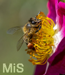 23.06.2026,  Kurpark in Bad Wörishofen (Bayern), Honigbiene in den Blütenköpfen, Westliche Honigbiene (Apis mellifera) sucht Pollen in den Blütenstempeln einer Kletterrose Hiawatha (Gallica Violacea) Strauchrose, 