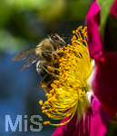 23.06.2026,  Kurpark in Bad Wörishofen (Bayern), Honigbiene in den Blütenköpfen, Westliche Honigbiene (Apis mellifera) sucht Pollen in den Blütenstempeln einer Kletterrose Hiawatha (Gallica Violacea) Strauchrose, 
