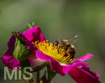23.06.2026,  Kurpark in Bad Wörishofen (Bayern), Honigbiene in den Blütenköpfen, Westliche Honigbiene (Apis mellifera) sucht Pollen in den Blütenstempeln einer Kletterrose Hiawatha (Gallica Violacea) Strauchrose, 