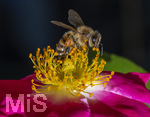 23.06.2026,  Kurpark in Bad Wörishofen (Bayern), Honigbiene in den Blütenköpfen, Westliche Honigbiene (Apis mellifera) sucht Pollen in den Blütenstempeln einer Kletterrose Hiawatha (Gallica Violacea) Strauchrose, 