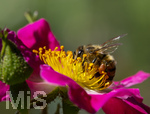 23.06.2026,  Kurpark in Bad Wörishofen (Bayern), Honigbiene in den Blütenköpfen, Westliche Honigbiene (Apis mellifera) sucht Pollen in den Blütenstempeln einer Kletterrose Hiawatha (Gallica Violacea) Strauchrose, 