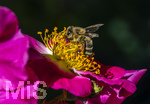 23.06.2026,  Kurpark in Bad Wörishofen (Bayern), Honigbiene in den Blütenköpfen, Westliche Honigbiene (Apis mellifera) sucht Pollen in den Blütenstempeln einer Kletterrose Hiawatha (Gallica Violacea) Strauchrose, 
