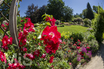 23.06.2026,  Kurpark in Bad Wörishofen (Bayern), Rosa Rote Max Graf -Rose
