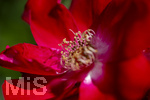 23.06.2026,  Kurpark in Bad Wörishofen (Bayern), Rosa Rote Max Graf -Rose