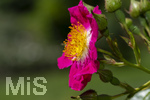 23.06.2026,  Kurpark in Bad Wörishofen (Bayern),  Kletterrose Hiawatha (Gallica Violacea) Strauchrose, 