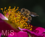 23.06.2026,  Kurpark in Bad Wörishofen (Bayern), Honigbiene in den Blütenköpfen, Westliche Honigbiene (Apis mellifera) sucht Pollen in den Blütenstempeln einer Kletterrose Hiawatha (Gallica Violacea) Strauchrose, 