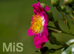 23.06.2026,  Kurpark in Bad Wörishofen (Bayern),  Kletterrose Hiawatha (Gallica Violacea) Strauchrose, 