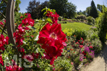23.06.2026,  Kurpark in Bad Wörishofen (Bayern), Rosa Rote Max Graf -Rose