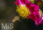 23.06.2026,  Kurpark in Bad Wörishofen (Bayern), Honigbiene (Apis mellifera) im Anflug an die Pollen in den Blütenstempeln einer Kletterrose Hiawatha (Gallica Violacea) Strauchrose, 