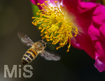 23.06.2026,  Kurpark in Bad Wörishofen (Bayern), Honigbiene (Apis mellifera) im Anflug an die Pollen in den Blütenstempeln einer Kletterrose Hiawatha (Gallica Violacea) Strauchrose, 