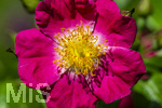 23.06.2026,  Kurpark in Bad Wörishofen (Bayern),  Kletterrose Hiawatha (Gallica Violacea) Strauchrose, 