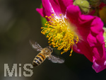 23.06.2026,  Kurpark in Bad Wörishofen (Bayern), Honigbiene (Apis mellifera) im Anflug an die Pollen in den Blütenstempeln einer Kletterrose Hiawatha (Gallica Violacea) Strauchrose, 