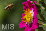 23.06.2026,  Kurpark in Bad Wörishofen (Bayern), Honigbiene (Apis mellifera) im Anflug an die Pollen in den Blütenstempeln einer Kletterrose Hiawatha (Gallica Violacea) Strauchrose, 