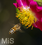 23.06.2026,  Kurpark in Bad Wörishofen (Bayern), Honigbiene (Apis mellifera) im Anflug an die Pollen in den Blütenstempeln einer Kletterrose Hiawatha (Gallica Violacea) Strauchrose, 