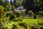 24.06.2026,  Kurpark in Bad Wörishofen (Bayern, Unterallgäu), Tausende Rosen blühen im herrlichen Kurpark der Kneippstadt. Bad Wörishofen steht in voller Blüte. Die Stadt bewirbt sich um den begehrten Titel -Rosenstadt- der Deutschen Rosengesellschaft e.V., ein Prädikat, das perfekt zum besonderen Flair Bad Wörishofens passt. Ein Grund ist: Bad Wörishofen ist vom 25. bis 28. Juni 2026 Austragungsort des renommierten Rosenkongresses der Deutschen Rosengesellschaft.  