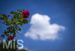 24.06.2026,  Kurpark in Bad Wörishofen (Bayern, Unterallgäu), Tausende Rosen blühen im herrlichen Kurpark der Kneippstadt. Bad Wörishofen steht in voller Blüte. Die Stadt bewirbt sich um den begehrten Titel -Rosenstadt- der Deutschen Rosengesellschaft e.V., ein Prädikat, das perfekt zum besonderen Flair Bad Wörishofens passt. Ein Grund ist: Bad Wörishofen ist vom 25. bis 28. Juni 2026 Austragungsort des renommierten Rosenkongresses der Deutschen Rosengesellschaft. 