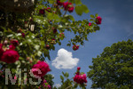 24.06.2026,  Kurpark in Bad Wörishofen (Bayern, Unterallgäu), Tausende Rosen blühen im herrlichen Kurpark der Kneippstadt. Bad Wörishofen steht in voller Blüte. Die Stadt bewirbt sich um den begehrten Titel -Rosenstadt- der Deutschen Rosengesellschaft e.V., ein Prädikat, das perfekt zum besonderen Flair Bad Wörishofens passt. Ein Grund ist: Bad Wörishofen ist vom 25. bis 28. Juni 2026 Austragungsort des renommierten Rosenkongresses der Deutschen Rosengesellschaft. 