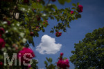 24.06.2026,  Kurpark in Bad Wörishofen (Bayern, Unterallgäu), Tausende Rosen blühen im herrlichen Kurpark der Kneippstadt. Bad Wörishofen steht in voller Blüte. Die Stadt bewirbt sich um den begehrten Titel -Rosenstadt- der Deutschen Rosengesellschaft e.V., ein Prädikat, das perfekt zum besonderen Flair Bad Wörishofens passt. Ein Grund ist: Bad Wörishofen ist vom 25. bis 28. Juni 2026 Austragungsort des renommierten Rosenkongresses der Deutschen Rosengesellschaft. 
