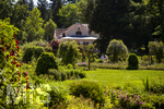 24.06.2026,  Kurpark in Bad Wörishofen (Bayern, Unterallgäu), Tausende Rosen blühen im herrlichen Kurpark der Kneippstadt. Bad Wörishofen steht in voller Blüte. Die Stadt bewirbt sich um den begehrten Titel -Rosenstadt- der Deutschen Rosengesellschaft e.V., ein Prädikat, das perfekt zum besonderen Flair Bad Wörishofens passt. Ein Grund ist: Bad Wörishofen ist vom 25. bis 28. Juni 2026 Austragungsort des renommierten Rosenkongresses der Deutschen Rosengesellschaft.  