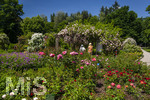 24.06.2026,  Kurpark in Bad Wörishofen (Bayern, Unterallgäu), Tausende Rosen blühen im herrlichen Kurpark der Kneippstadt. Bad Wörishofen steht in voller Blüte. Die Stadt bewirbt sich um den begehrten Titel -Rosenstadt- der Deutschen Rosengesellschaft e.V., ein Prädikat, das perfekt zum besonderen Flair Bad Wörishofens passt. Ein Grund ist: Bad Wörishofen ist vom 25. bis 28. Juni 2026 Austragungsort des renommierten Rosenkongresses der Deutschen Rosengesellschaft. 